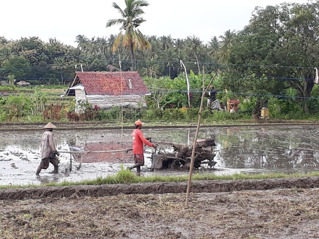 Pandawa Village Lovina  Exterior photo